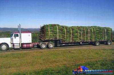 В США угнали грузовики с рождественскими елками